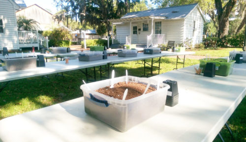 Planting Activity for Field Trips to Palmetto Historical Park